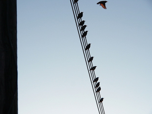 Birds on a wire, Canvey Island, Essex