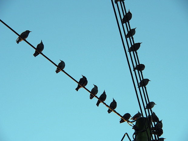 Birds on a wire, Canvey Island, Essex