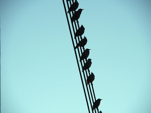 Birds on a wire, Canvey Island, Essex