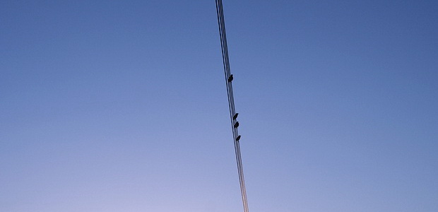 Birds on a wire