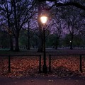 An autumnal park walk at dusk - Green Park and St James's in central London
