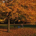Autumn in London: the reds, yellows and browns of Green Park and St James' Park