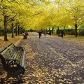 The astonishing beauty of Regent's Park in autumn - twenty photos, October 2020