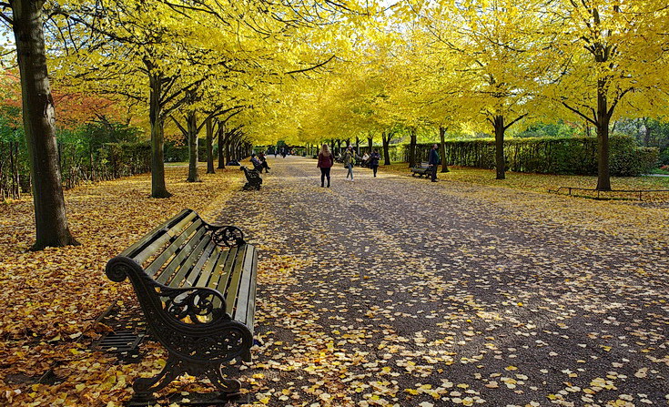 The astonishing beauty of Regent's Park in autumn - twenty photos, October 2020