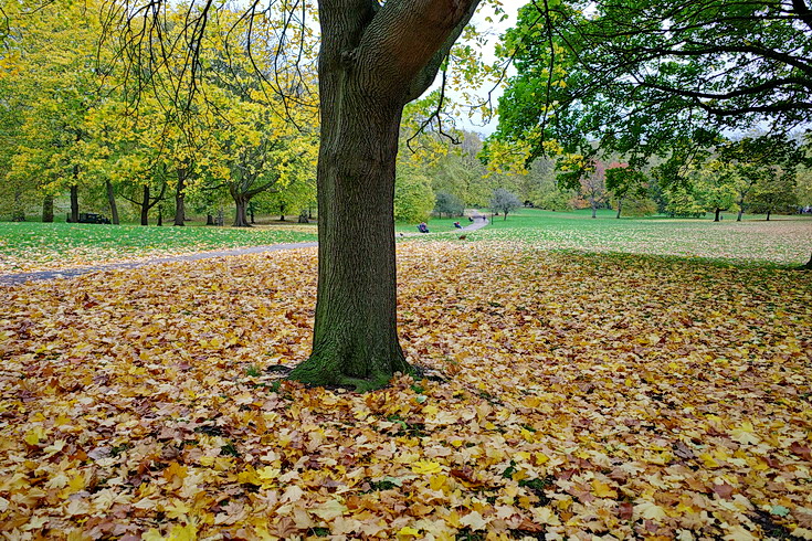 Green Park goes for the full autumnal colours, Nov 2020