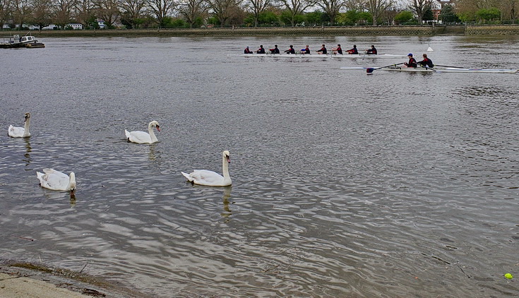 In photos: a short and easy London riverside walk - Putney Bridge to Barnes Bridge