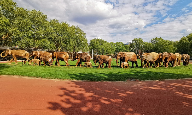 In photos: the roaming elephant herds of Chelsea