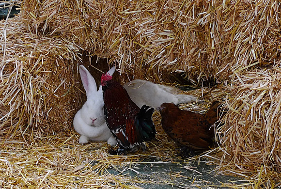 Photos of Lambeth Country Show, Brockwell Park, Herne Hill near Brixton, London, England 17th-18th July 2010
