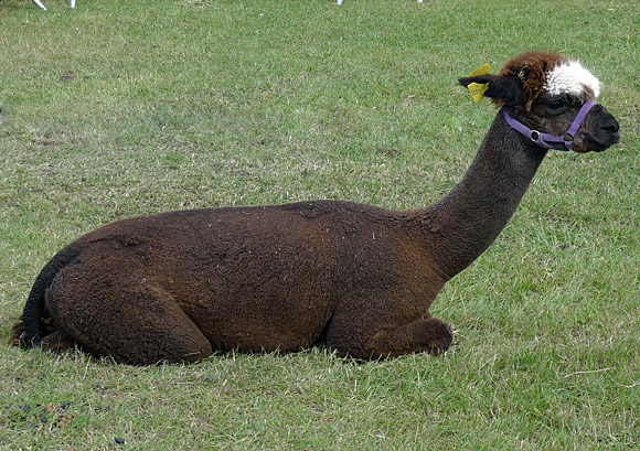 Photos of Lambeth Country Show, Brockwell Park, Herne Hill near Brixton, London, England 17th-18th July 2010