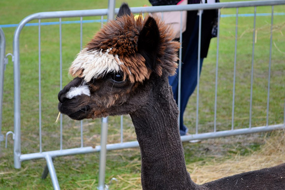 Photos of Lambeth Country Show, Brockwell Park, Herne Hill, London 16th-17th July 2011