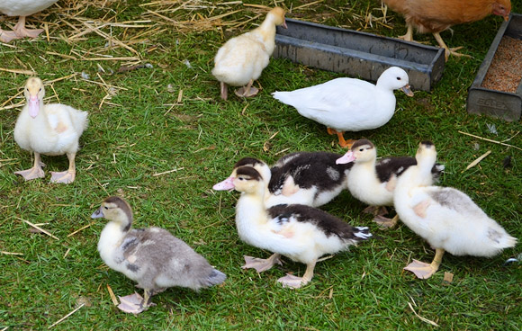 Photos of Lambeth Country Show, Brockwell Park, Herne Hill, London 16th-17th July 2011