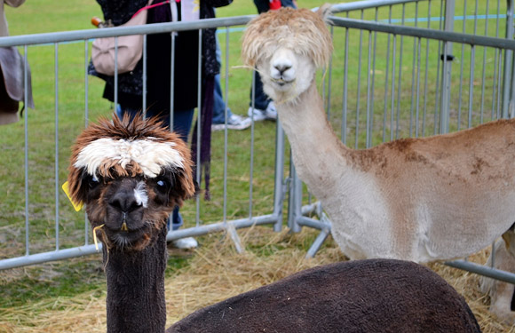 Photos of Lambeth Country Show, Brockwell Park, Herne Hill, London 16th-17th July 2011