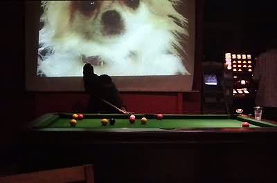 Dogstar dog
