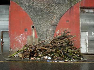 Yam tree