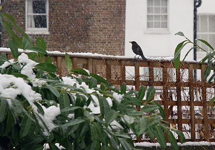 Snow scenes around Loughborough Park and Coldharbour Lane, Brixton, Lambeth, London SW9, February 8th 2007