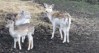 Deer, Maryon Wilson Park, Charlton