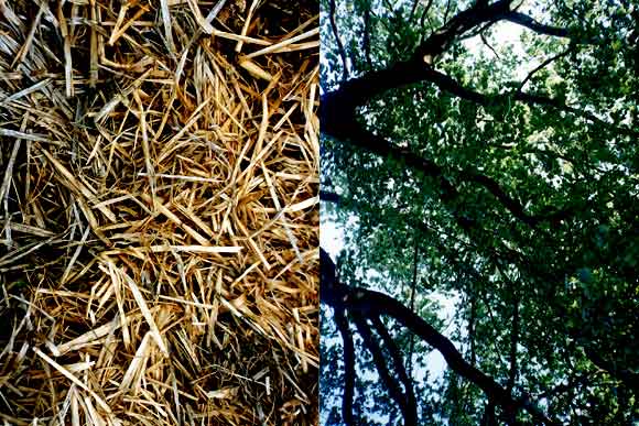 Straw, Caerffili Mountain, Wales; Tree, Green Park, London