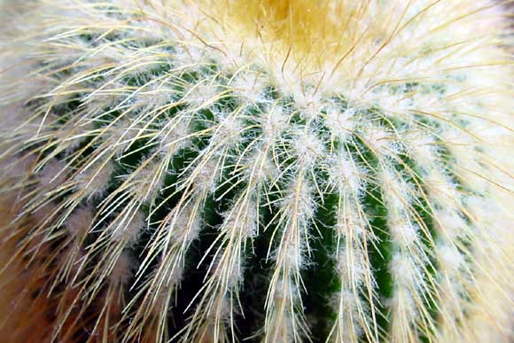 Cactus close up