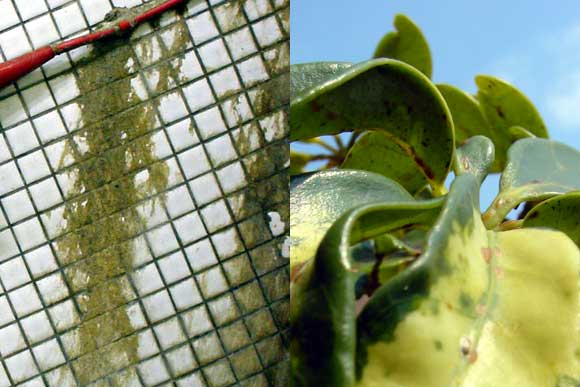 Subway wall, Shepherds Bush, London; Balcony Plant, Brixton