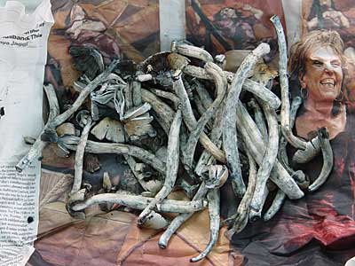 Mexican magic mushrooms, Big Chill festival, Eastnor Castle 2004, England UK
