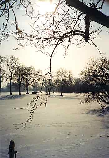 Chicago : snow and trees