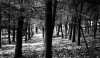 cardiff woods