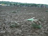 Glastonbury Festival 2004 photos