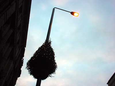 Christmas Tree, Piccadilly