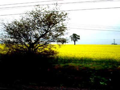 Rape seed fields, Staffordshire