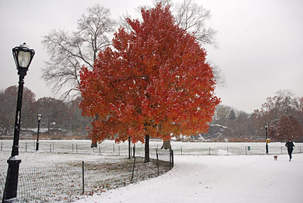 Photos of Central Park in the snow, Manhattan, New York, NY, US, December 2007