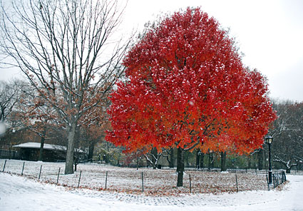 Photos of Central Park in the snow, Manhattan, New York, NY, US, December 2007