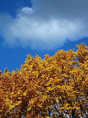 Autumn colours, Central Park, Manhattan, New York, NYC, USA