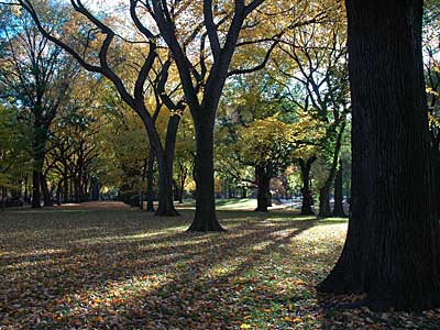 Trees and sunlight, Central Park, Manhattan, New York, NYC, USA