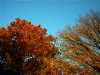 Autumnal shades
