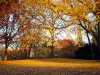 Late afternoon sun, Central Park