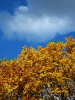 Autumn colours, Central Park, New York, USA