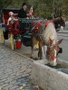 Horse taking water, Central Park , New York, USA