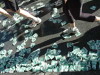 Discarded water cups, New York, USA