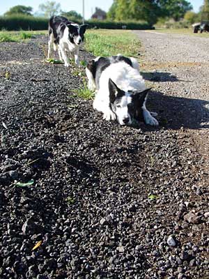 Sheepdogs, Poletrees Farm, Ludgershall Road, Brill, Bucks