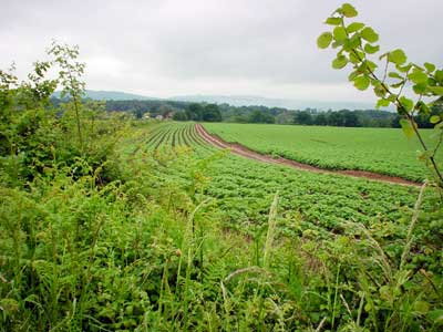 Fields, Petworth
