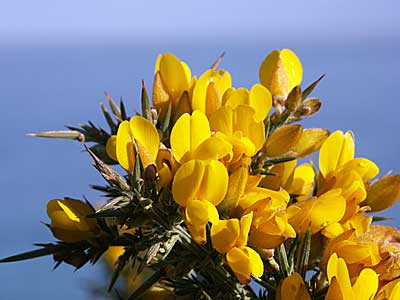 Gorse on the cliff path near Porthmeor Beach, St Ives, Cornwall, April 2004