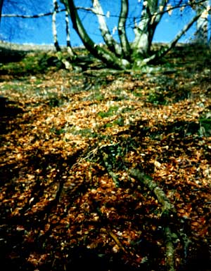 Climbing Caerffili Mountain, Christmas
