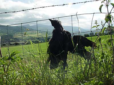 Strung up crows, Brecon Beacons, south Wales photos