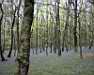 Wenallt in the spring