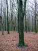 Winter forest, Wenallt