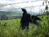 Strung up crows, Brecon Beacons