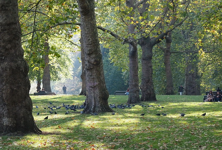 In photos: autumn takes hold in London's Green Park