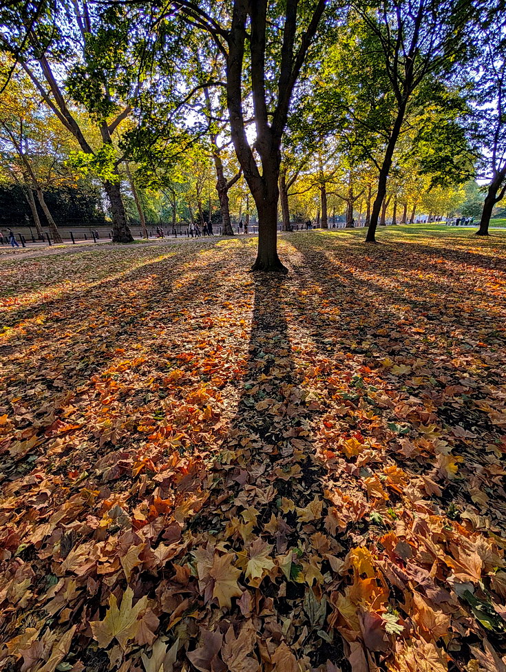 In photos: autumn takes hold in London's Green Park