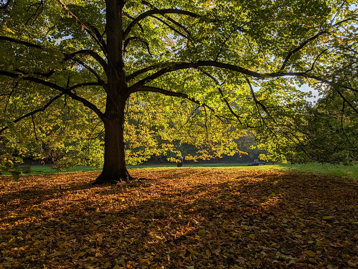 In photos: autumn takes hold in London's Green Park