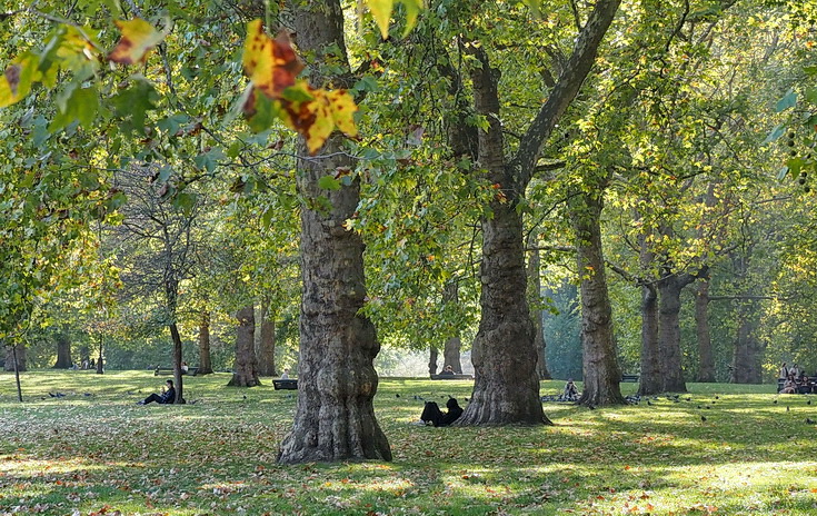 In photos: autumn takes hold in London's Green Park